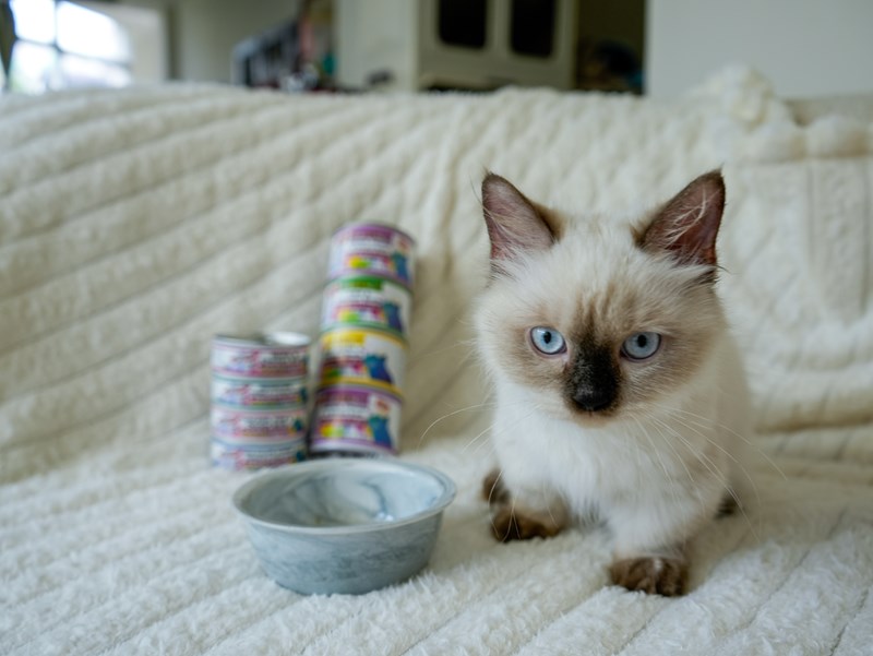 女人知己試用大隊,口碑行銷,部落客行銷,PURRFACT 波菲特貓用主食罐,主食罐,PURRFACT波菲特,貓主食罐,貓罐,PURRFACT波菲特貓用主食罐,魚肉蔓越莓主食罐,鮮嫩雞主食罐,鹿肉雞肉主食罐,牛肉鵪鶉貓主食罐,干貝蠶蛹配方,鱷魚肉白木耳配方,雞肉魚肉配方,安心鶉配方,評價,體驗,適口性佳,心得,成貓適用,高齡貓適用,質地是慕絲狀